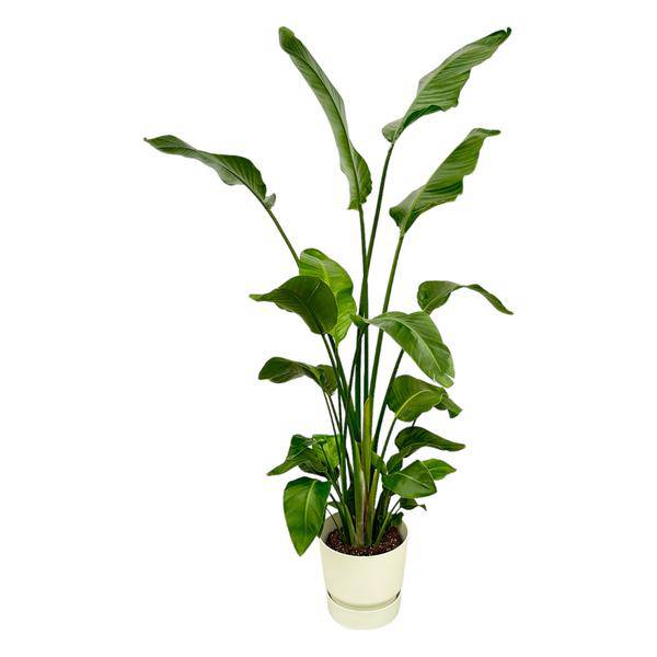 Strelitzia Nicolai – Baum-Strelitzie – Zimmerpflanze ca. 180cm – ø30cm – inkl. Pflanzgefäß Greenville Weiß – Weißer Paradiesvogel – Tropische XL-Pflanze für Wohnzimmer, Büro & Wintergarten