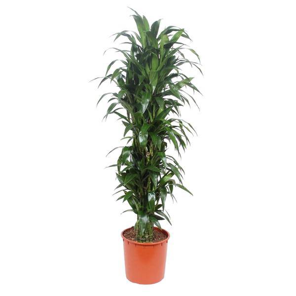 Drachenbaum - Dracaena Janet Craig - Zimmerpflanze - 170cm - ø34cm