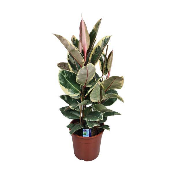 Gummibaum - Ficus Elastica Tineke - Zimmerpflanze - Ø27cm - ↕85cm