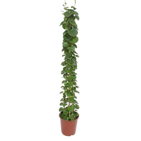 Arabischer Efeu â Cissus rotundifolia Pyramide â Zimmerpflanze â 160cm â Ă27cm â ImmergrĂŒne Kletterpflanze mit glĂ€nzenden BlĂ€ttern fĂŒr Wohnzimmer und BĂŒroÂ