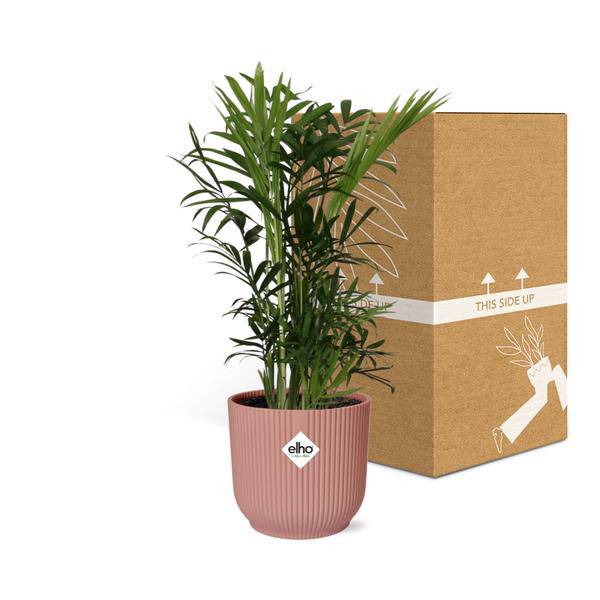 Mexikanische Bergpalme - Chamaedorea Elegans - Zimmerpflanze + Topf Vibes Fold 14cm Rosa