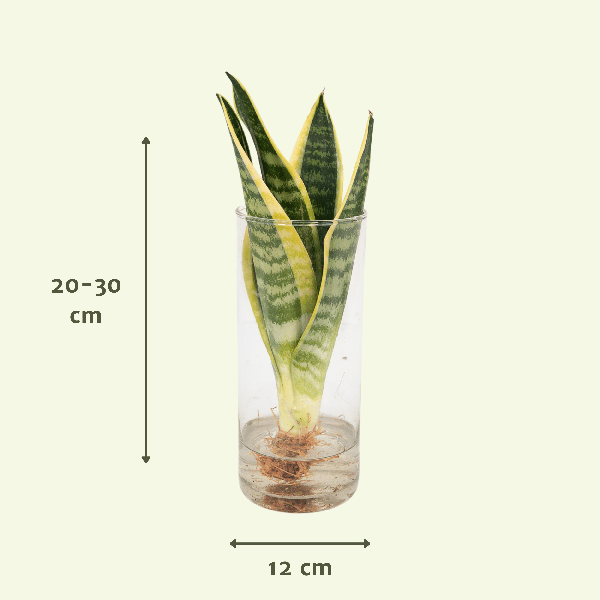 Sansevieria im Glaszylinder – Ø12cm – ↕30cm – Pflegeleichte Zimmerpflanze im dekorativen Glasgefäß – Luftreinigend & robust – Für Wohnzimmer, Büro oder Schlafzimmer