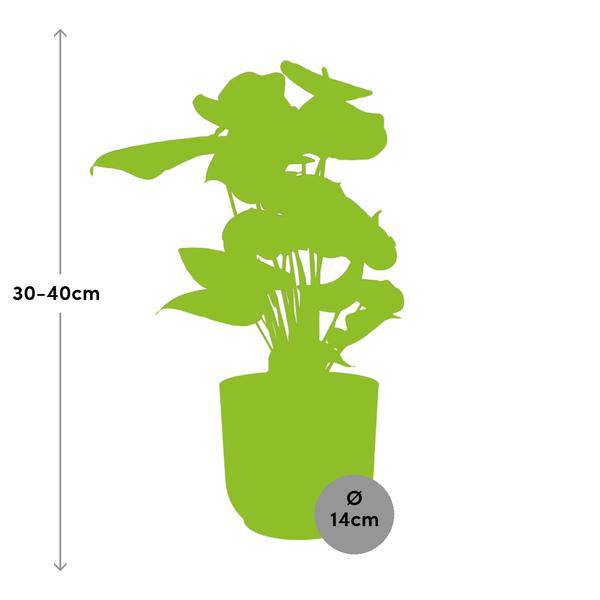 Flamingoblume Anthurium Rot – 12cm Zimmerpflanze inkl. Ziertopf Vibes Fold Rosa Ø14cm – Tropische Pflanze mit roten Blüten – Luftreinigend & pflegeleicht – Für Wohnzimmer & Büro