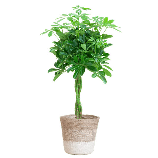 Schefflera Arb Nora – Strahlenaralie – Zimmerpflanze ca. 70cm – ø21cm – inkl. Pflanzenkorb Lissabon Weiß – Pflegeleichte Fingerpflanze mit dekorativem Jute-Korb für Wohnzimmer & Büro