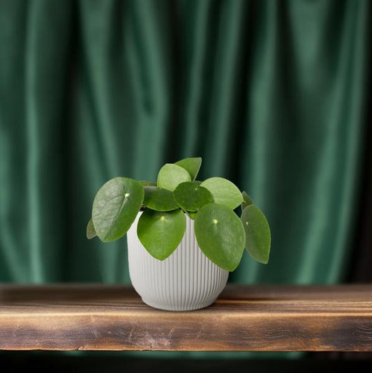 Chinesischer Geldbaum – Pilea Peperomiodes (Aluminium-Pflanze) – Zimmerpflanze – Ø12 cm – 20 cm hoch – Halbschatten – Luftreinigend – Pflegeleicht