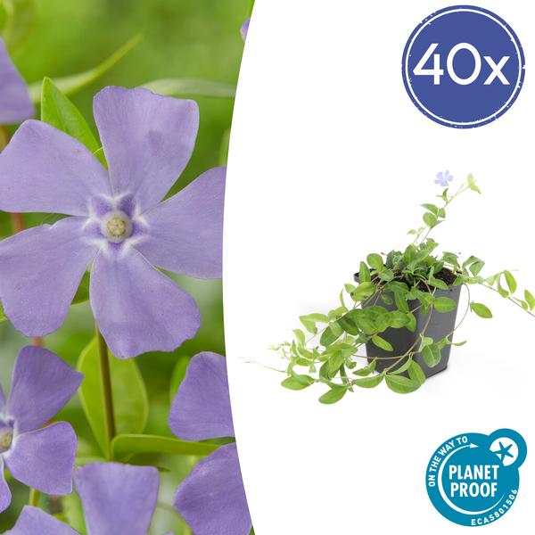 Kleines Immergrün - Vinca minor - ↕10-25cm - Ø9cm - 40 Stück