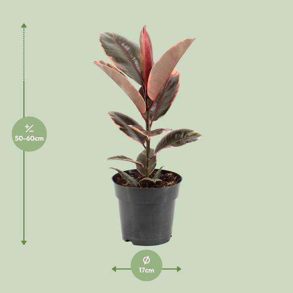 Gummibaum - Ficus Elastica Belize - Zimmerpflanze - Ø17cm - ↕55cm