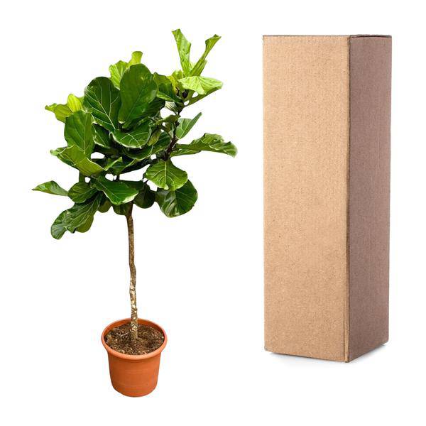 Geigen-Feige – Ficus Lyrata – Zimmerpflanze 210cm – Ø40cm – XXL-Designpflanze mit großen geigenförmigen Blättern – Exklusive Kübelpflanze für Wohnzimmer, Büro & Wintergarten – Pflegeleicht
