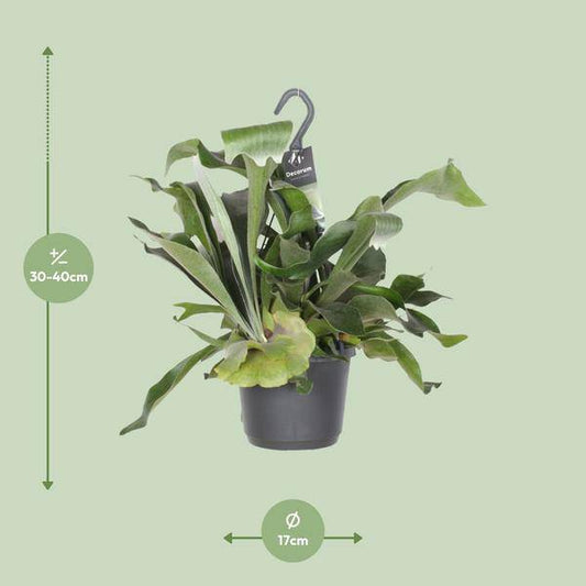 Geweihfarn – Platycerium Netherlands – Zimmerpflanze – Ø17cm ↕30cm – Epiphytischer Farn – Pflegeleicht – Luftreinigend – Dekopflanze