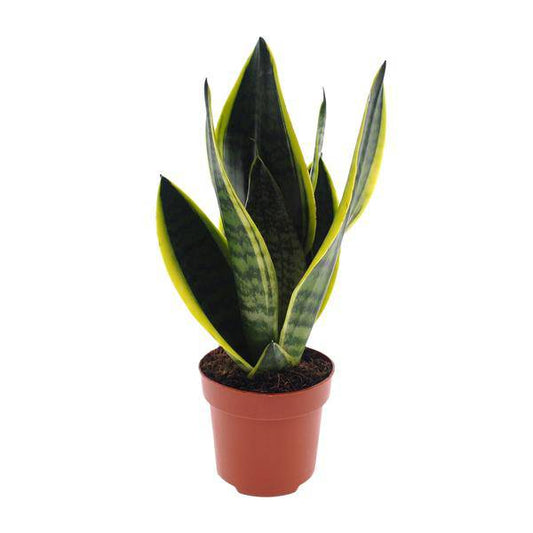 Bogenhanf - Sansevieria Futura Superba - Zimmerpflanze - Ø12cm - ↕30cm
