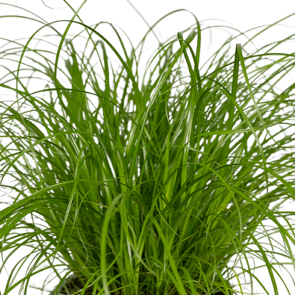 Katzengras - Cyperus Alternifolius - Zimmerpflanze - Ø12cm - ↕20cm - 4 Stück