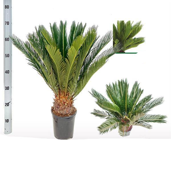 Japanischer Sagopalmfarn – Cycas Revoluta – Ø17cm – 60cm hoch – Zimmerpflanze – Exotischer Blickfang mit urzeitlichem Charme
