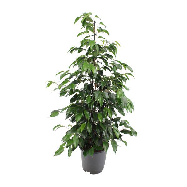 Birkenfeige - Ficus benjamina Danielle - Zimmerpflanze - Ø21cm - ↕95cm