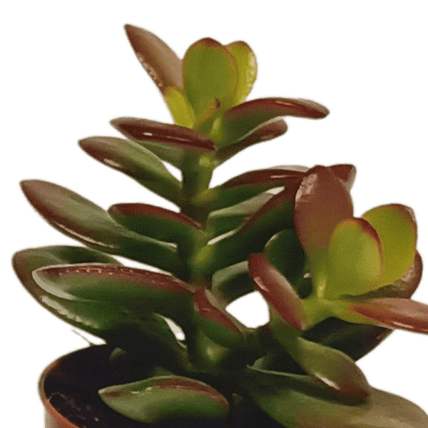 Sukkulenten - Mix - 5,5 cm - 10 Stück