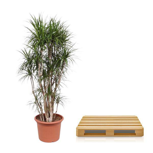 Drachenbaum - Dracaena Marginata - 220cm - ø40cm