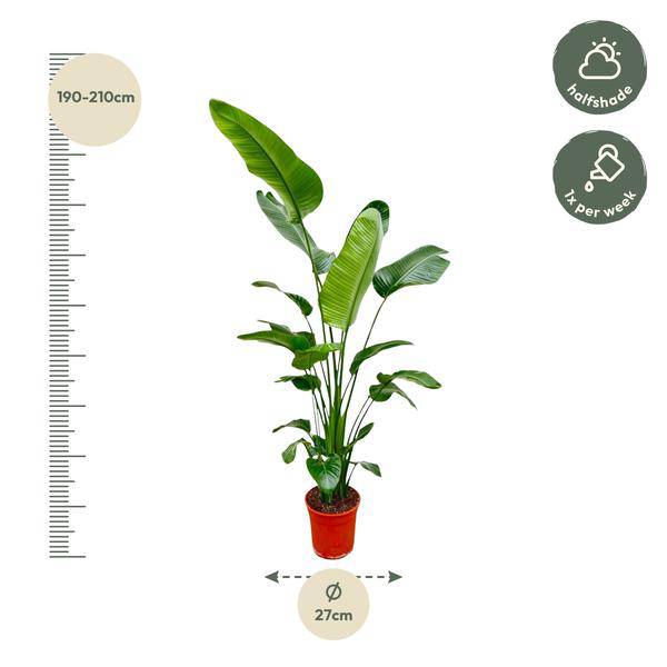 Baum-Strelitzie – Strelitzia Nicolai – Zimmerpflanze 190cm – Ø27cm – Weißer Paradiesvogel mit großen grünen Blättern – Exotische Kübelpflanze für Innen & geschützte Außenbereiche