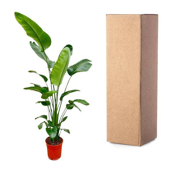 Baum-Strelitzie - Strelitzia Nicolai - Zimmerpflanze - 190 cm - ⌀27cm