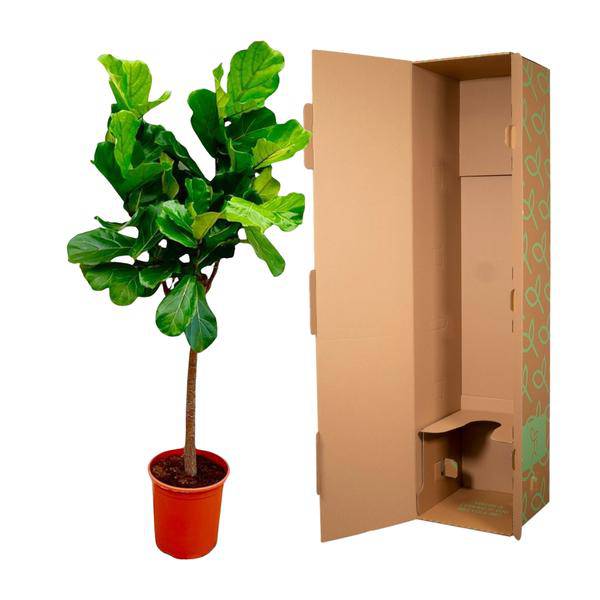 Ficus Lyrata – Echte Geigenfeige auf Stamm – Feigenbaum – 150cm – Ø30cm – Elegante Zimmerpflanze mit großen Blättern – Pflegeleichte Grünpflanze für Wohnzimmer und Büro