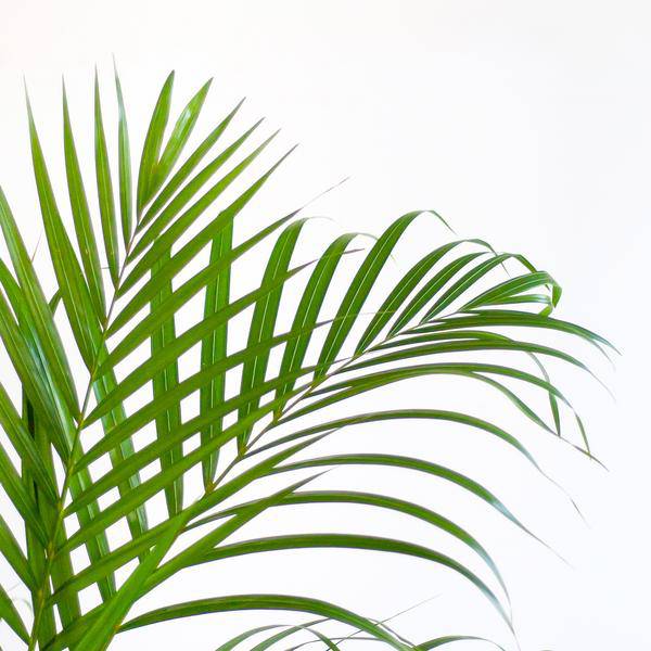 Areca-Palme Dypsis Goldfruchtpalme – Zimmerpflanze ↕100cm Ø21cm – Mit Viber Topf Weiß – Luftreinigende Tropenpflanze für Wohnzimmer & Büro – Nachhaltig & dekorativ