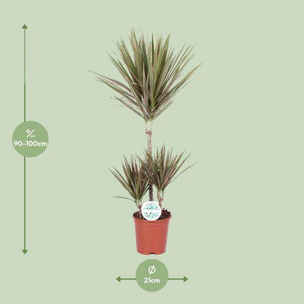Drachenbaum - Dracaena Bicolor - Zimmerpflanze - Ø21cm - ↕95cm