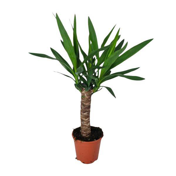 Palmlilie - Yucca - Zimmerpflanze - Ø14cm - ↕60cm