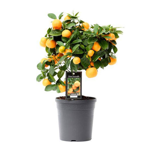 Orangenbaum - Calamondinorange - Citrus Calamondin - Zimmerpflanze - Ø15cm - ↕40cm