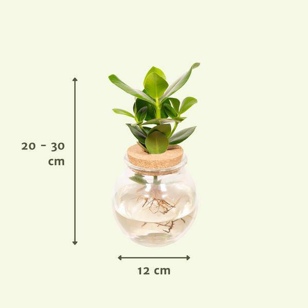 Balsamapfel Clusia Hydroponie-Mischung – Zimmerpflanze im Kugel-Glaskorken – Ø12cm – ca. 30cm hoch – pflegeleicht & wasserbasiert