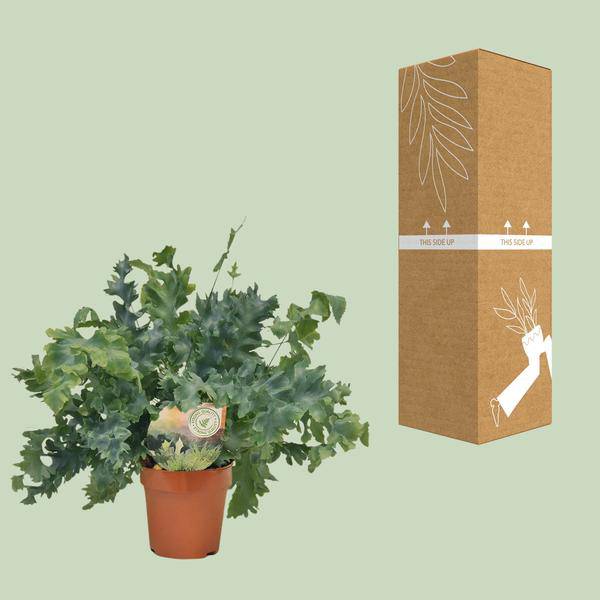 Goldtüpfelfarn - Phlebodium Davana - Zimmerpflanze - Ø12cm - ↕35cm