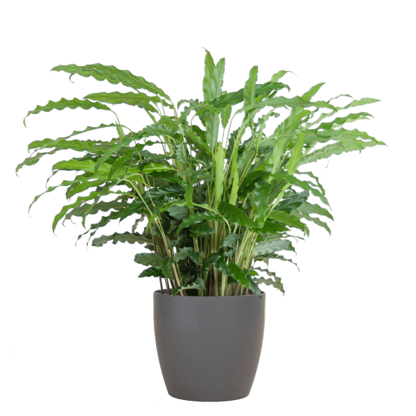 Calathea Rufibarba Korbmarante – Zimmerpflanze Ø17cm – ca. 55cm hoch – samtige Blätter – inkl. Viber Grau Topf