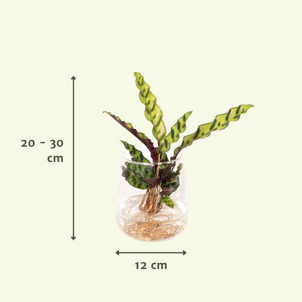 Korbmarante Calathea Insignis – Hydroponische Zimmerpflanze im Kingston-Glas – Ø12cm – 30cm Höhe – grünes dekoratives Laub – pflegeleicht & blütenfrei
