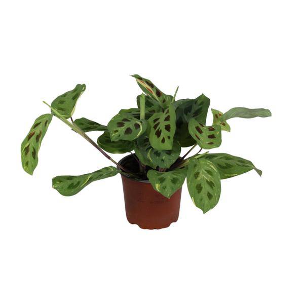 Pfeilwurz - Maranta Leuconeura Fascinator Variegata - Zimmerpflanze - Ø12cm - ↕30cm
