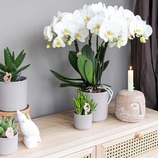 Sukkulente - Crassula Hobbit - Ø6cm - Zimmerpflanze