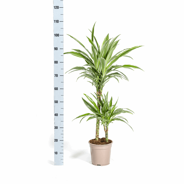 Dracaena Deremensis Weiß gestreift Ø19cm - ↕70 - 90cm