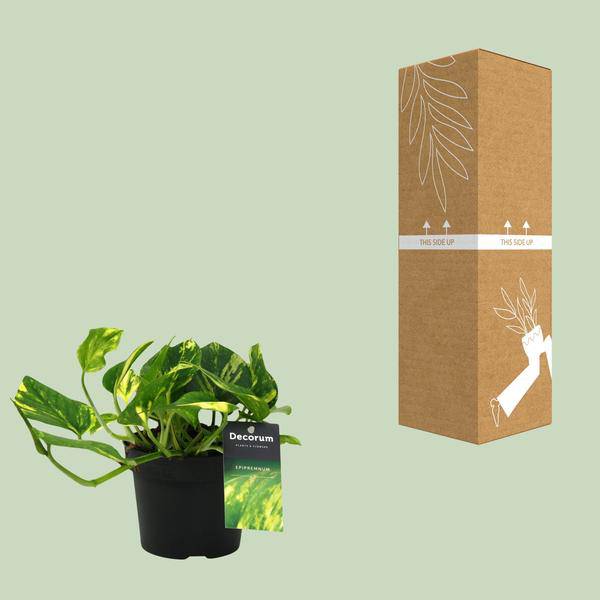Efeutute - Scindapsus Epipremnum N'joy Gold - Zimmerpflanze - Ø12cm - ↕25cm