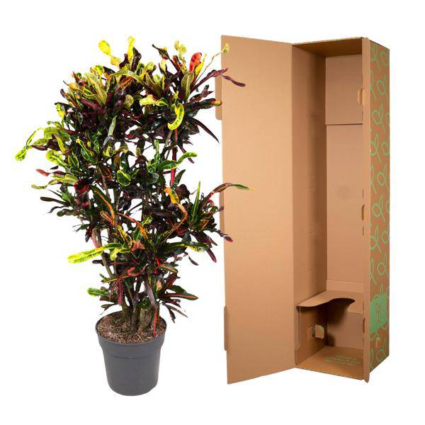 Wunderstrauch – Codiaeum Mammi – Zimmerpflanze – 120cm – Ø31cm – bunte exotische Blätter in Grün, Gelb, Rot und Orange – dekorative Indoor-Pflanze