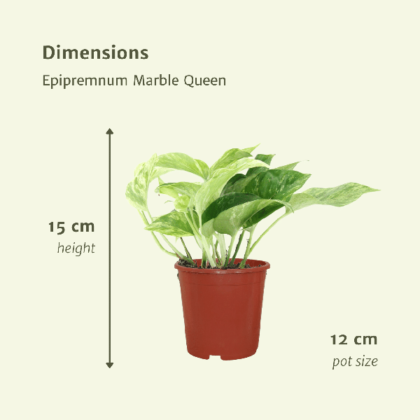 Efeutute - Epipremnum Marble Queen - Ø12cm - ↕15cm - 4 Stück