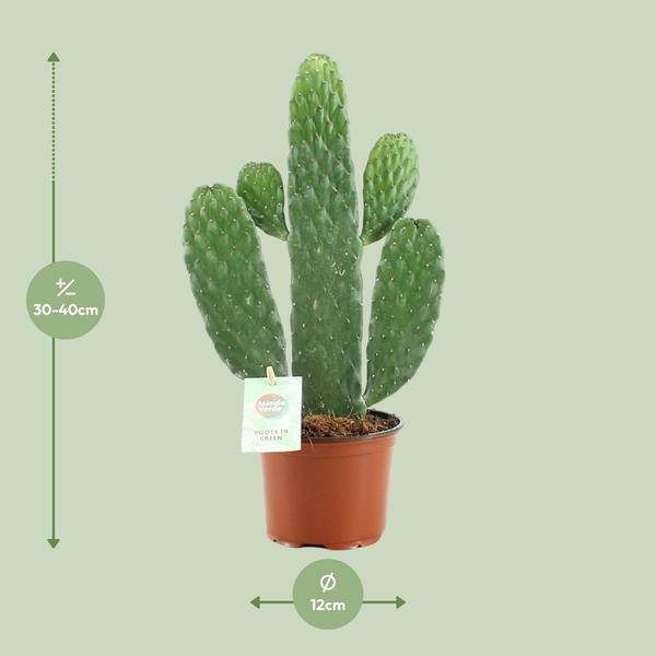 Feigenkaktus – Opuntia Rubescens Consolea – Zimmerpflanze – Ø12 cm Topf – ca. 35 cm hoch – Pflegeleicht & dekorativ – Kaktus für Wohnung & Büro