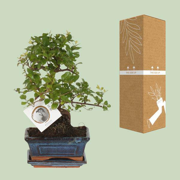 Bonsai - S-Form - Zimmerpflanze - Ø15cm - ↕15cm