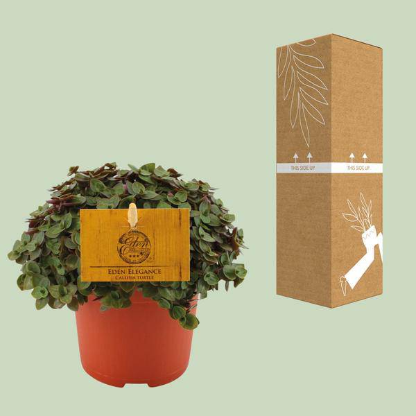 Kriechendes Schönpolster - Callisia repens - Zimmerpflanze - Ø10.5cm - ↕15cm