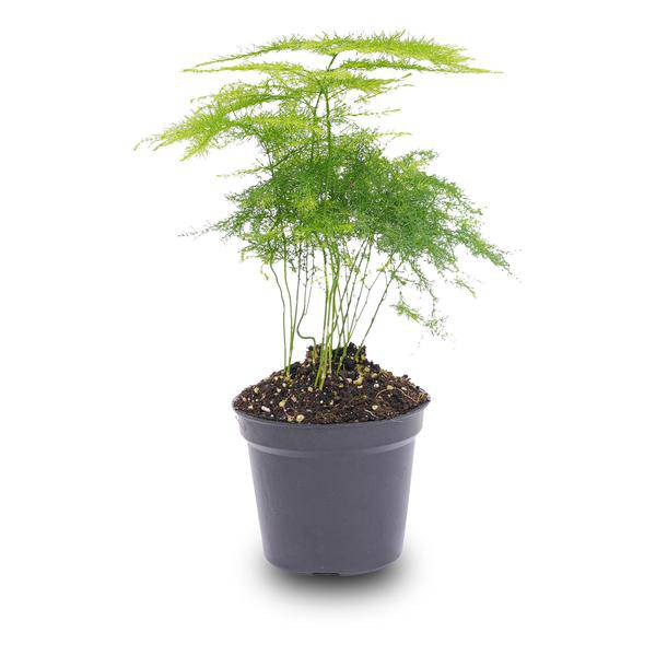 Zierspargel - Asparagus Setaceuse Plumosus - Terrarienpflanze - Topfgröße 6