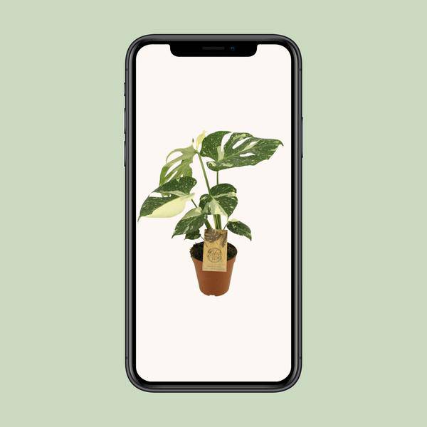 Fensterblatt - Monstera deliciosa 'Thai Constellation' - Zimmerpflanze - Ø15cm - ↕50cm