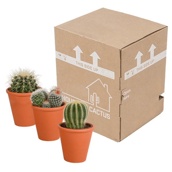 Kaktus - Bolcactus - Mix - 8,5 cm - Zimmerpflanze - im Terrakotta-Topf