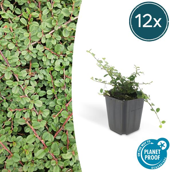 Cotoneaster prostratus 'Königin der Teppiche' – Teppichmispel – Ø9cm – ↕10-25cm – 12 Pflanzen – Winterharter Bodendecker mit Blüten & Beeren