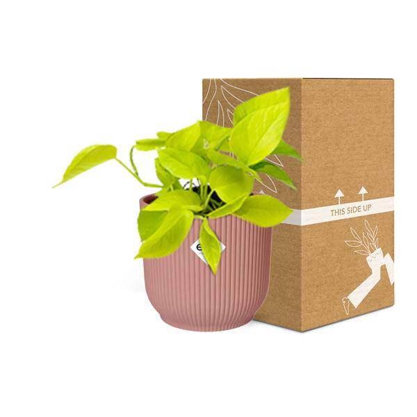 Efeutute - Epipremnum Pinnatum 'Golden Pothos' - Zimmerpflanze + Topf Vibes Fold 14cm Rosa