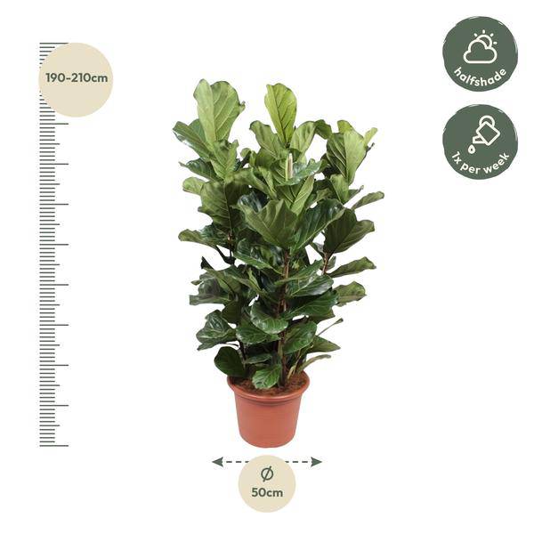 Echte Feige - Ficus Lyrata - 200cm - ø50cm