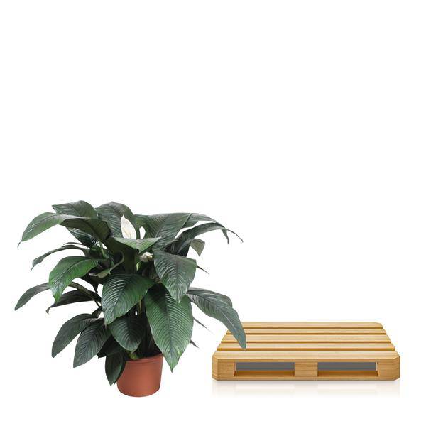 Einblatt - Spathiphyllum Sensation - Zimmerpflanze - 140cm - ø45cm