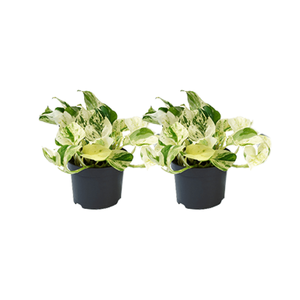 Epipremnum Happy Leaf – Efeutute – 2 Pflanzen – Ø12cm – Zimmerpflanzen mit hängendem Wuchs – Grünpflanzen mit dekorativen Blättern – Pflegeleichte Rankpflanzen für Wohnzimmer & Büro