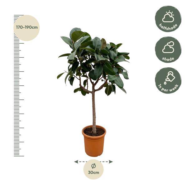 Gummibaum – Ficus Elastica Robusta – 200 cm hoch – Ø40 cm Topf – Große Zimmerpflanze mit glänzenden Blättern – Pflegeleicht & luftreinigend – Ideal für Wohnzimmer & Büro