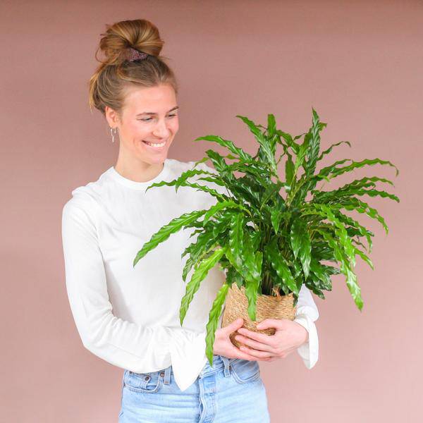 Calathea Rufibarba - Korbmarante - Zimmerpflanze - ↕55cm - Ø17cm + Korb Sofia Natur