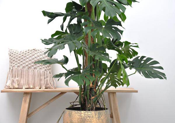 Monstera Deliciosa - Köstliches Fensterblatt - Zimmerpflanze - 150cm - ⌀27cm